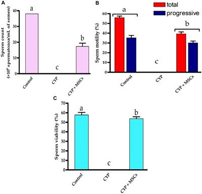 Therapeutic potential of bone marrow mesenchymal stem cells in cyclophosphamide-induced infertility